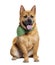 Panting Mixed breed dog between a chow-chow and American Bully, wearing a green scarf, isolated on white