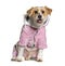 Panting Mongrel dog wearing a pink coat, Isolated on white