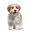 Panting Puppy Havanese dog, 5 months old, isolated