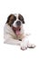 Panting Saint Bernard dog