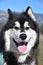 Panting Siberian Husky Dog with his Tongue Hanging Out