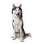 Panting Siberian Husky dog sitting on white