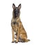 Panting and sitting Belgian shepherd Malinois