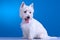 Panting westie