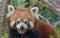 Pantining red panda