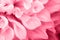 Pantone 2023. Viva magenta. Color of the year 2023. Background from white petals of a dahlia flower. Tenderness and