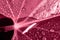 Pantone color of the year 2023 Viva Magenta , plant leaf with dew drops, macro