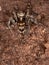 Pantropical Jumping Spider