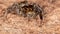 Pantropical Jumping Spider