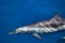 Pantropical Spotted Dolphin Stenella attenuata