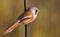 Panurus biarmicus, Bearded reedling, Bearded tit. In the early morning, the mustachioed male sits on the stem of the plant. The