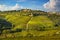 Panzano in Chianti vineyard and panorama at sunset. Tuscany, Italy