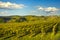 Panzano in Chianti vineyard and panorama at sunset. Tuscany, Italy