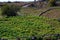 Papas negras plants, local black potato plantations on Tenrife, Canary islands, Spain