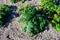 Papas negras plants, local black potato plantations on Tenrife, Canary islands, Spain