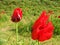 Papaver bracteatum , the Iranian poppy or Persian poppy natural flowers in Damavand