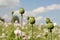 Papaver buds closeup in a large white poppy field and a blue sky in holland in summer