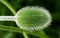 Papaver, close-up, poppy