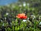 Papaver dubium or Long-headed poppy or blindeyes on azalea leaf background