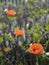 Papaver dubium or Long-headed poppy or blindeyes on azalea leaf background