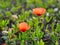 Papaver dubium or Long-headed poppy or blindeyes on azalea leaf background