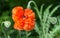 Papaver eye catcher, red-orange large terry flower poppy