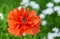 Papaver eye catcher, red-orange large terry flower poppy grows