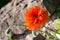 Papaver eye catcher, red-orange large terry flower poppy grows in a natural environment