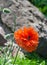 Papaver eye catcher, red-orange large terry flower poppy grows in natural environment,