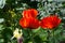 Papaver has medicinal properties. Stems contain latex milk, latex in opium poppy Papaver somniferum contains several narcotic