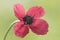 Papaver hybridum round prickly head poppy small flower with deep red petals black stamens with purple blue pollen sacs and green