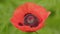 Papaver orientale or aladin plant. Flower in meadow. Delicate floral backdrop. Close up.