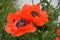 Papaver Orientale / Oriental Poppy Flower