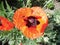 Papaver orientale, the Oriental poppy, is a perennial flowering plant. Berlin, Germany