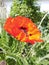 Papaver orientale, the Oriental poppy, is a perennial flowering plant. Berlin, Germany