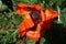 Papaver orientale, the Oriental poppy, is a perennial flowering plant. ermany