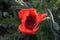 Papaver orientale, the Oriental poppy, is a perennial flowering plant. ermany