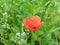 papaver plant (Papaveraceae) red flower