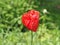 papaver plant (Papaveraceae) red flower