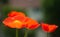 Papaver poppy flower on background of green leafs