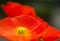 Papaver poppy flower on background of green leafs