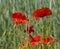 Papaver. Red poppies in the sunny meadow