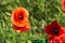 Papaver. Red poppies in the sunny meadow