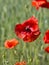 Papaver. Red poppies in the sunny meadow