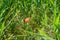 Papaver rhoeas blooms in July. Berlin, Germany