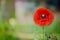 Papaver rhoeas, common, corn, Flanders, red poppy, corn rose, field is flowering plant poppy family Papaveraceae. Bees collect