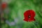Papaver rhoeas, common, corn, Flanders, red poppy, corn rose, field is flowering plant poppy family Papaveraceae. Bees collect