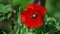 Papaver rhoeas, common, corn, Flanders, red poppy, corn rose, field is flowering plant poppy family Papaveraceae. Bees collect