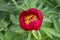 Papaver rhoeas, common, corn, Flanders, red poppy, corn rose, field is flowering plant poppy family Papaveraceae. Honey plants