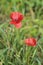 Papaver rhoeas common names include Flanders or common or corn or field or red poppy, corn rose